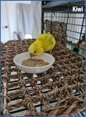 Show full view: Harrison's Bird Foods High Potency Fine Organic Pellet Bird Food, 25-lb bag slide 7 of 8