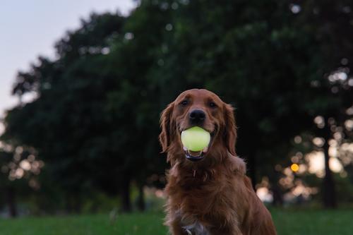 Show full view: Harry Barker Glow Ball Dog Toy, Green, 2 count, Medium: 3-in slide 5 of 8