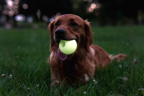 Show full view: Harry Barker Glow Ball Dog Toy, Green, 2 count, Medium: 3-in slide 3 of 8