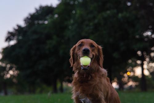 Show full view: Harry Barker Glow Ball Dog Toy, Green, 2 count, Small: 2.5-in slide 6 of 9