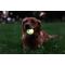 Show in main carousel: Harry Barker Glow Ball Dog Toy, Green, 2 count, Small: 2.5-in slide 4 of 9