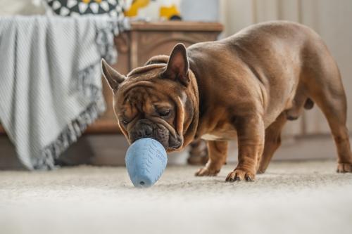 Show full view: Harry Barker Premium Treater Treat Dispensing Dog Chew Toy, Blue, Medium slide 7 of 10