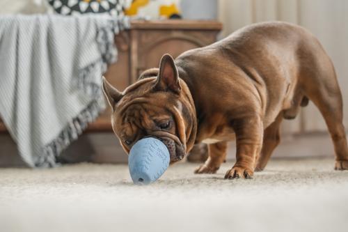 Show full view: Harry Barker Premium Treater Treat Dispensing Dog Chew Toy, Blue, Medium slide 6 of 10