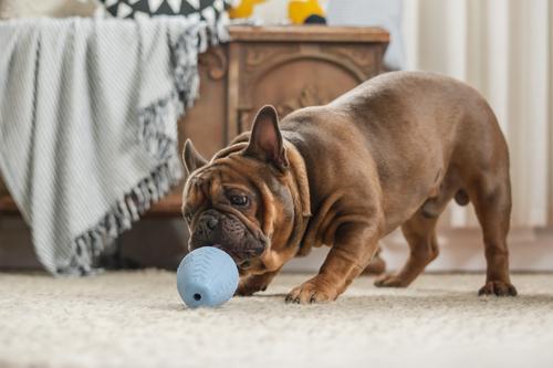 Show full view: Harry Barker Premium Treater Treat Dispensing Dog Chew Toy, Blue, Medium slide 9 of 10