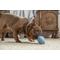 Show in main carousel: Harry Barker Premium Treater Treat Dispensing Dog Chew Toy, Blue, Medium slide 8 of 10