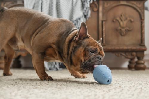 Show full view: Harry Barker Premium Treater Treat Dispensing Dog Chew Toy, Blue, Medium slide 8 of 10