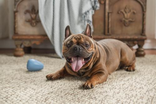 Show full view: Harry Barker Premium Treater Treat Dispensing Dog Chew Toy, Blue, Medium slide 5 of 10