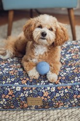 Harry Barker Rubber Ball Dog Toy, Blue, Small: 2.5-in, 6 count slide 2 of 9