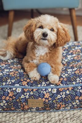 Show full view: Harry Barker Rubber Ball Dog Toy, Blue, Small: 2.5-in, 6 count slide 8 of 11
