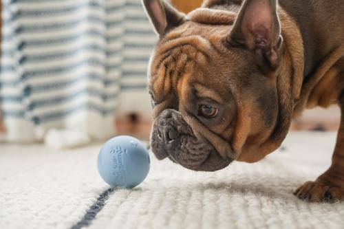 Show full view: Harry Barker Rubber Ball Dog Toy, Blue, Small: 2.5-in, 6 count slide 7 of 11