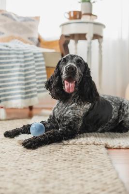 Show full view: Harry Barker Rubber Ball Dog Toy, Blue, Small: 2.5-in, 6 count slide 5 of 11