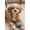 Show in main carousel: Harry Barker Rubber Ball Dog Toy, Blue, Small: 2.5-in, 6 count slide 3 of 11