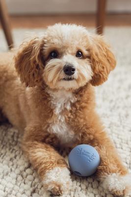 Show full view: Harry Barker Rubber Ball Dog Toy, Blue, Small: 2.5-in, 6 count slide 3 of 11