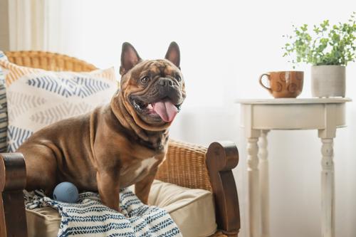 Show full view: Harry Barker Rubber Ball Dog Toy, Blue, Small: 2.5-in, 6 count slide 6 of 11