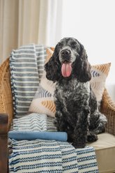 Harry Barker Rubber Stick Dog Chew Toy, Blue