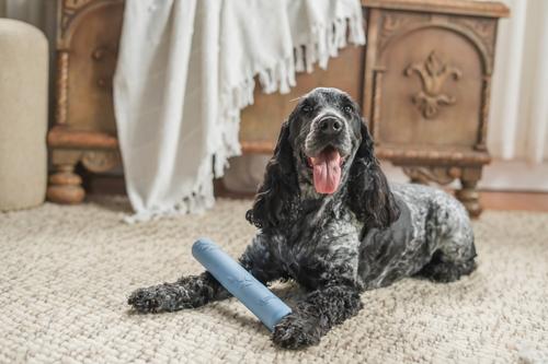 Show full view: Harry Barker Rubber Stick Dog Chew Toy, Blue slide 3 of 8