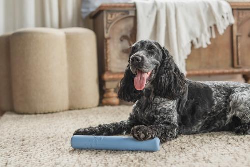 Show full view: Harry Barker Rubber Stick Dog Chew Toy, Blue slide 4 of 8