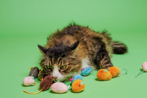 Show full view: Hartz Cattraction Crinkle Mice Cat Toy, Multi Color, 10 count slide 8 of 11