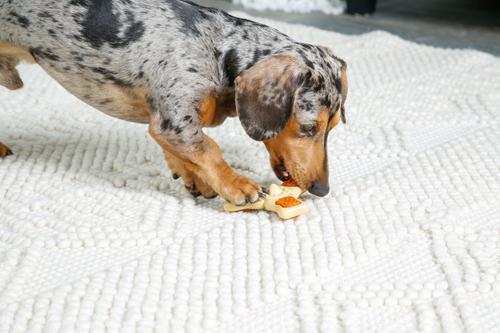 Show full view: Hartz Chew 'n Clean Chew Chicken Flavored Tri-Point Dog Treat & Chew Toy, Small slide 6 of 10