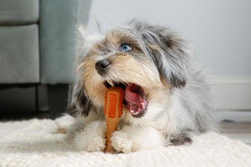 Show full view: Hartz Chew 'n Clean Chicken Flavored Drumstick Dog Treat & Chew Toy X-Small slide 4 of 10