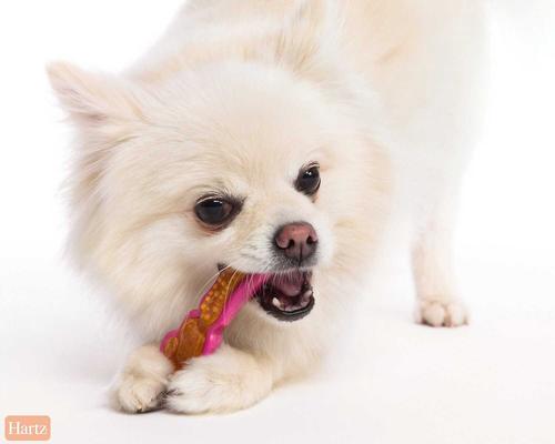 Show full view: Hartz Chew 'n Clean Dental Duo Dog Treat & Chew Toy, X-Small, 2-pack + Hartz Tiny Dog Dental Duo Rawhide-Free Dental Dog Treat, Color Varies slide 7 of 8