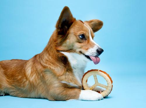 Show full view: Hartz Chew 'n Clean Ring Dog Toy, Medium slide 6 of 12