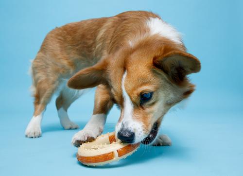 Show full view: Hartz Chew 'n Clean Ring Dog Toy, Medium slide 7 of 12