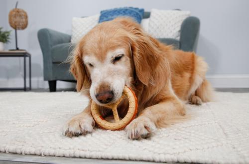 Show full view: Hartz Chew 'n Clean Ring Dog Toy, Medium slide 8 of 12