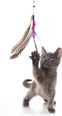 Show full view: Hartz Just for Cats Kitty Caster Cat Wand Toy with Catnip, Color Varies slide 6 of 12