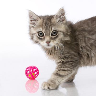 Show full view: Hartz Just for Cats Toy Variety Pack, 13 count slide 4 of 10