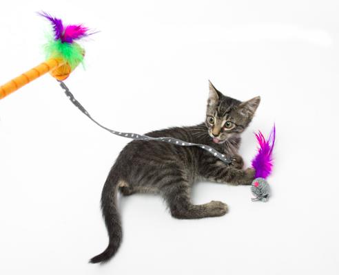 Show full view: Hartz Just for Cats Twirl & Whirl Cat Wand Toy with Catnip, Color Varies slide 3 of 9
