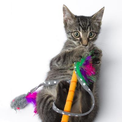 Show full view: Hartz Just for Cats Twirl & Whirl Cat Wand Toy with Catnip, Color Varies slide 4 of 9
