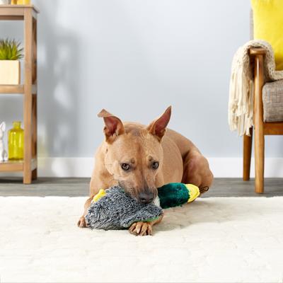 Show full view: Hartz Nature's Collection Quackers Squeaky Plush Dog Toy, Color Varies, Large slide 3 of 9