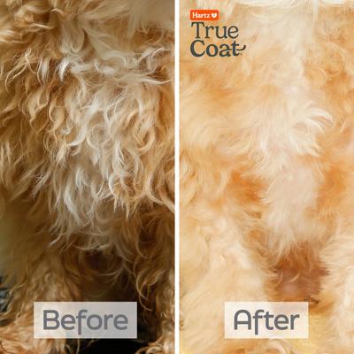 Show full view: Hartz True Coat Curly or Wavy Detangles & Conditions with Oat Milk, Coconut Oil & Shea Butter Dog Shampoo, 16-fl oz bottle slide 6 of 10