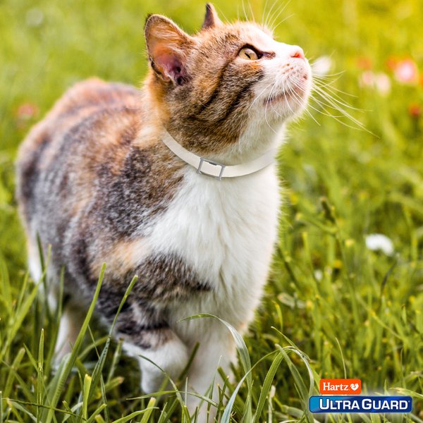 Show full view: Hartz UltraGuard Plus Flea & Tick Collar for Cats, 1 Collar (7-mos. supply) slide 9 of 12