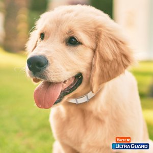 Hartz UltraGuard Plus Flea & Tick Collar for Dogs, Medium & Large Breeds, 1 Collar (7-mos. supply)