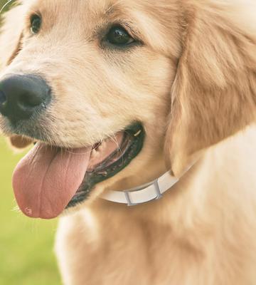 Show full view: Hartz UltraGuard Pro Reflecting Flea & Tick Collar for Dogs & Puppies, 1 Collar (7-mos. supply) slide 2 of 14