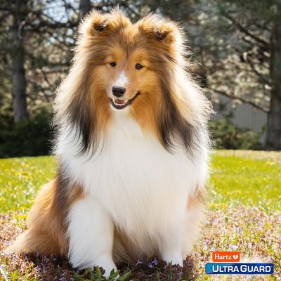 Show full view: Hartz UltraGuard Pro Triple Action Flea & Tick Spot Treatment for Dogs, 31-60 lbs, 6 Doses (6-mos. supply) slide 9 of 10