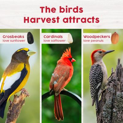 Show full view: Harvest Seed & Supply Red Berry & Nut Corn Free Wild Bird Food, 10-lb bag slide 6 of 10