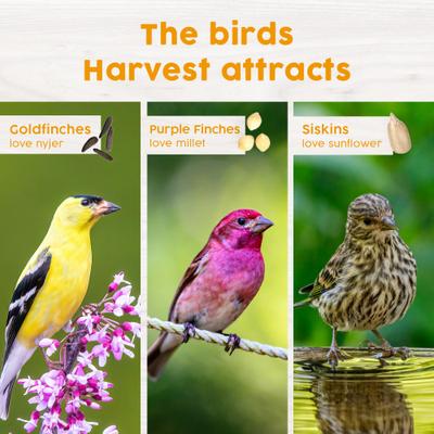 Show full view: Harvest Seed & Supply Wild Finch Corn Free Wild Bird Food, 10-lb bag slide 6 of 10