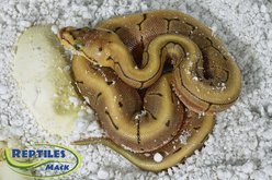 HatchRite Reptile Incubation Kit, Large slide 2 of 5