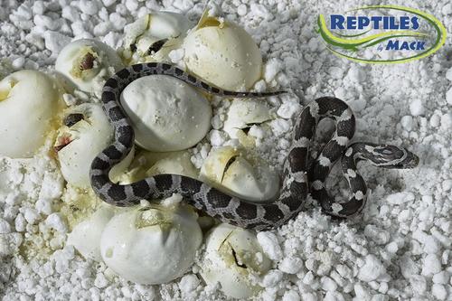 Show full view: HatchRite Reptile Incubation Kit, Large slide 3 of 5