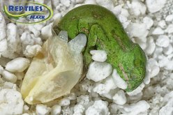 HatchRite Reptile Incubation Kit, Small slide 2 of 4
