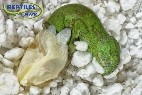 Show full view: HatchRite Reptile Incubation Kit, Small slide 2 of 4