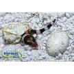 Show in main carousel: HatchRite Reptile Incubation Substrate, 2-lb bag slide 2 of 5