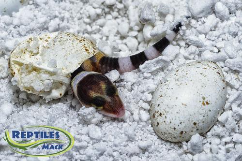 Show full view: HatchRite Reptile Incubation Substrate, 2-lb bag slide 2 of 5