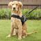 Show in main carousel: HDP Big Dog No Pull Dog Harness, Black, Medium slide 5 of 11