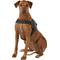 Show in main carousel: HDP Big Dog No Pull Dog Harness, Black, XX-Large slide 4 of 11
