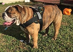 HDP Big Dog No Pull Dog Harness, Camo, X-Large