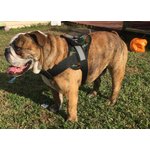 Best Dog Harnesses for English Bulldogs
